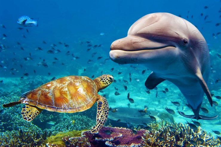 El mayor estudio de ADN oceánico vislumbra las infinitas aplicaciones de la vida marina