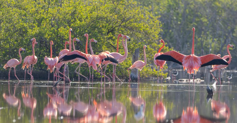Liberan 44 flamencos del proyecto Rescate Rosado